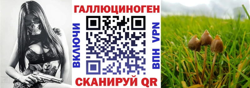 Галлюциногенные грибы Psilocybine cubensis  Петровск-Забайкальский 